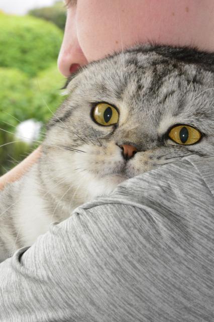 Scottish fold /Bkh Kater nicht Kastriert - Hauskatzen - Herborn