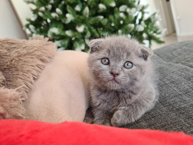 Liebevolle Kitten zu verkaufen  - Scottish Fold - Garching an der Alz