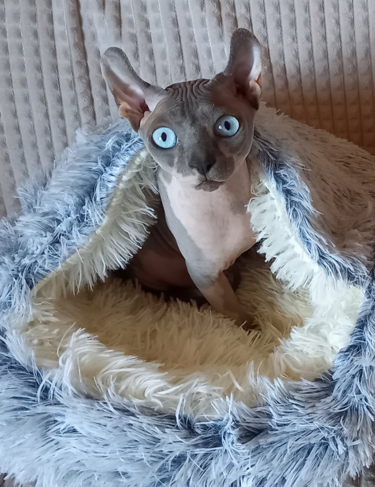 Deckkater, Kanadischer Sphynx - Deckkater - Kehl