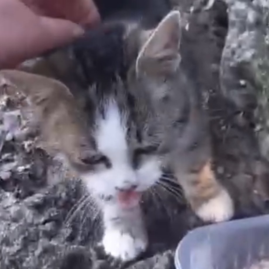 Fundkatze LUISA sucht ein Zuhause - Mischling - Hainburg an der Donau