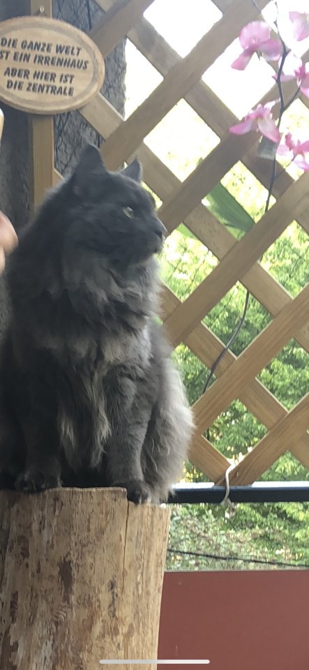 Mainecoon reinrassig - Deckkater - Berlin