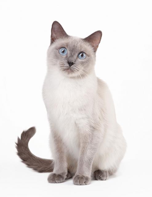 Suche siam deckkater für siam katze - Siam - dortmund