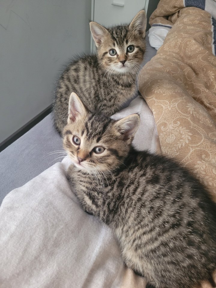 BKH Mix Kitten suchen neuen Kuschel Partner - British Kurzhaar - Hückelhoven