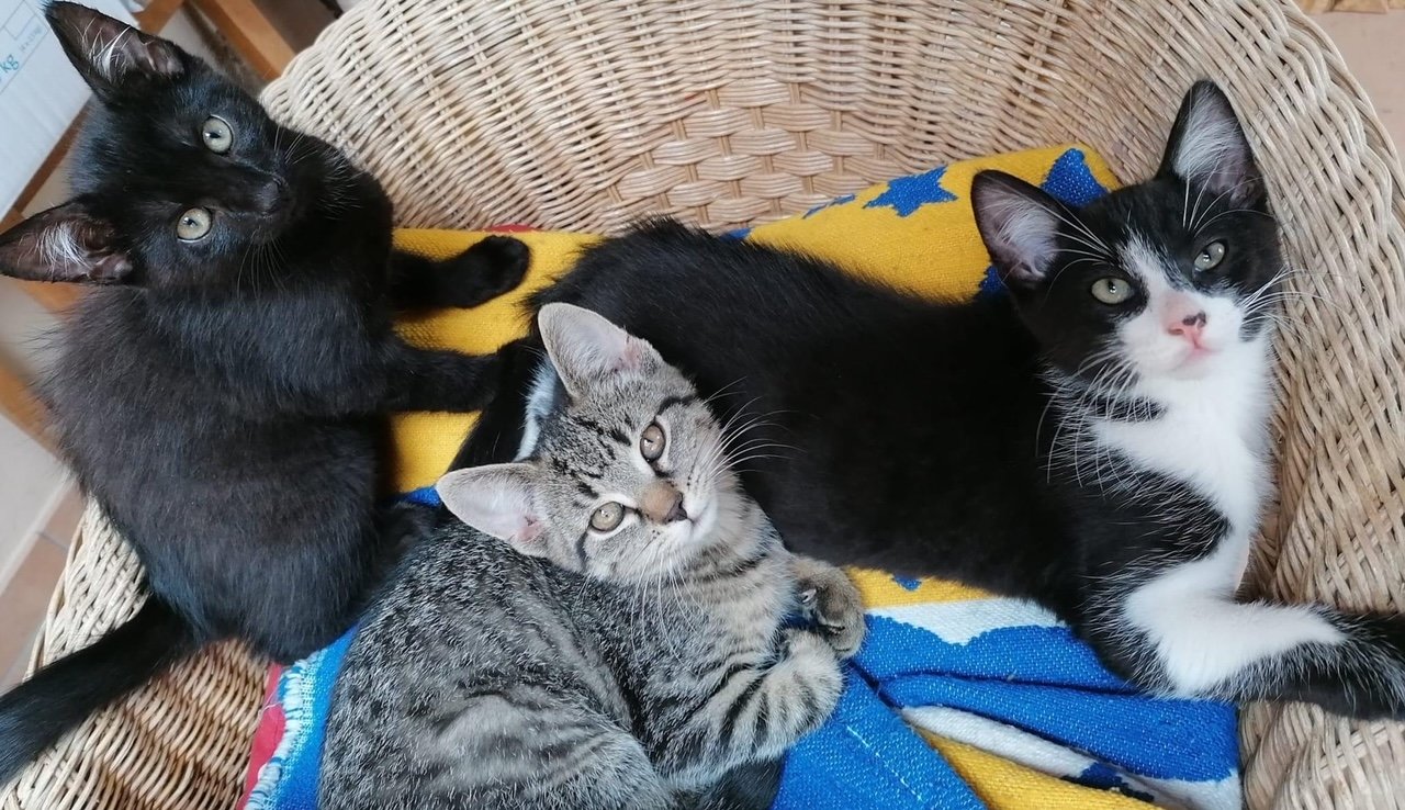 Hauskatze Katzenkinder Katze Kater Kitten - Hauskatzen - Schirgiswalde-Kirschau