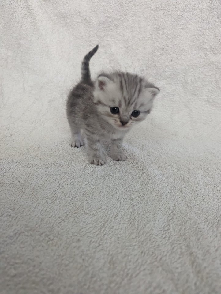Sechs süße BKH Kitten geb. 06.05.23 suchen ab Ende Juli ein neues Zuhause - British Kurzhaar - 18055 Rostock - Brinckmansdorf (Mecklenburg-Vorpom