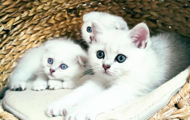 Scottish fold / straight BKH Kitten  - Scottish Fold - Dresden