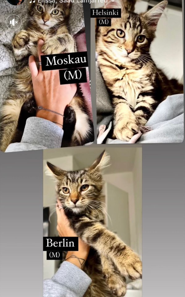 Wunderschöne Maine Coone Kitten sofort abzugeben - Maine Coon - Wilhelmshaven 