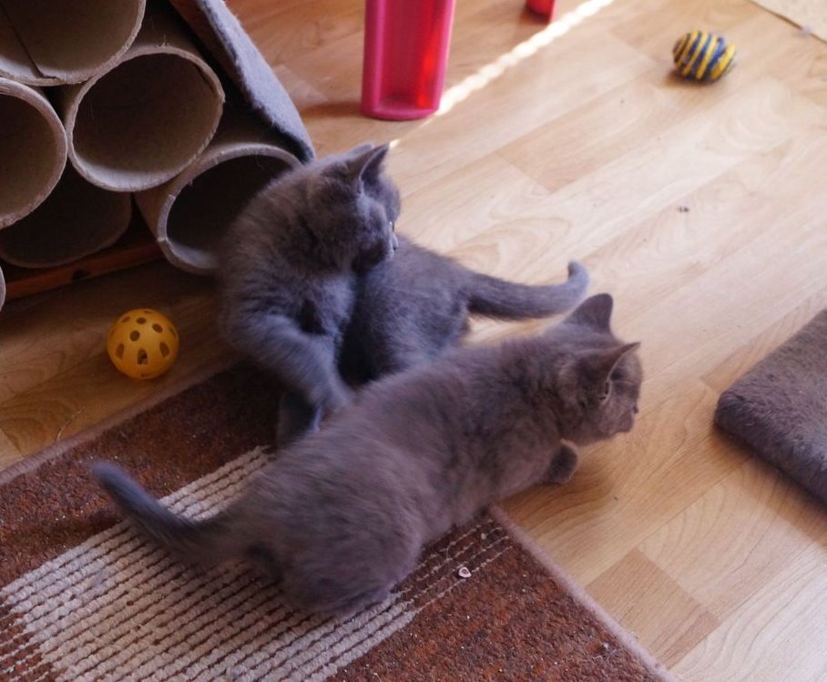 Britisch Kurzhaar Kitten - British Kurzhaar - Hannover