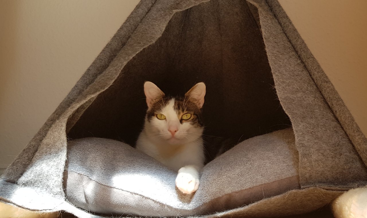 Kater abzugeben - neues Zuhause für Henry gesucht - Hauskatzen - Oberkrämer