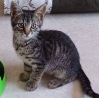 2 getigerte Kätzchen abzugeben - Hauskatzen - Kirchberg