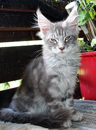 Maine Coon Katerchen aus seriöser Hobbyzucht mit Stammbaum - Maine Coon - Zachenberg