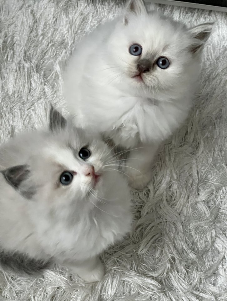 Zwei kitten heilige Birma/ Ragdoll - Birma - Bremen