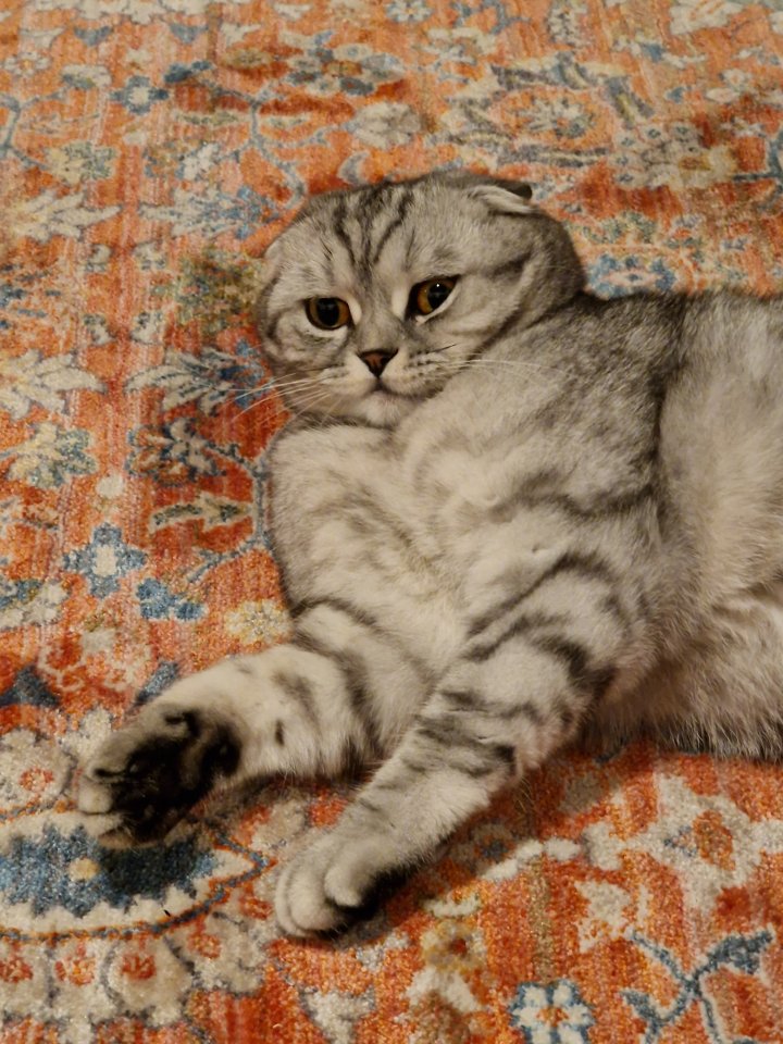 Scottish Fold / BKH Mischling Kätzin 1,5 jahre alt - Hauskatzen - Gersthofen