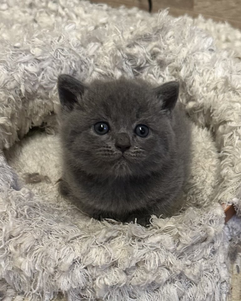 Süße verschmuste Britisch Kurzhaar, Britisch Langhaar und mix Kitten Katzenbabys - British Kurzhaar - Hagen