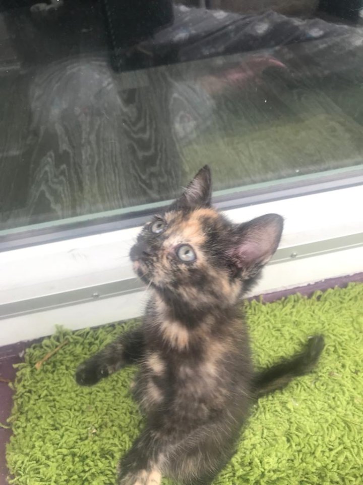 Süße Katzen suchen zuhause - Hauskatzen - Bochum