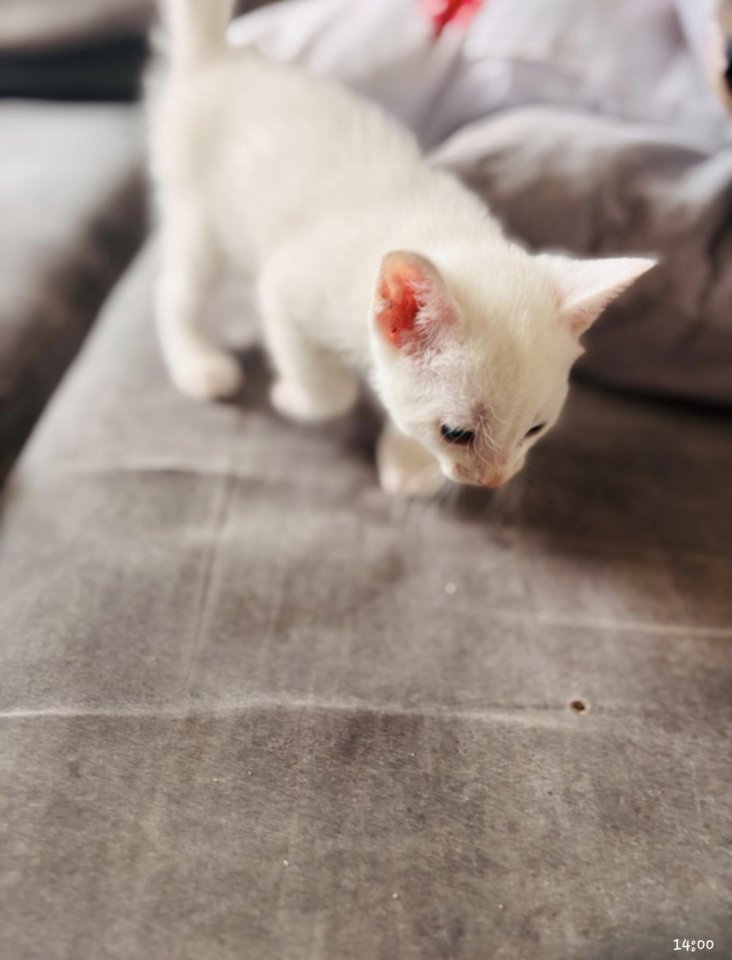 Türkische angora katzen babys - Hauskatzen - Castrop-Rauxel