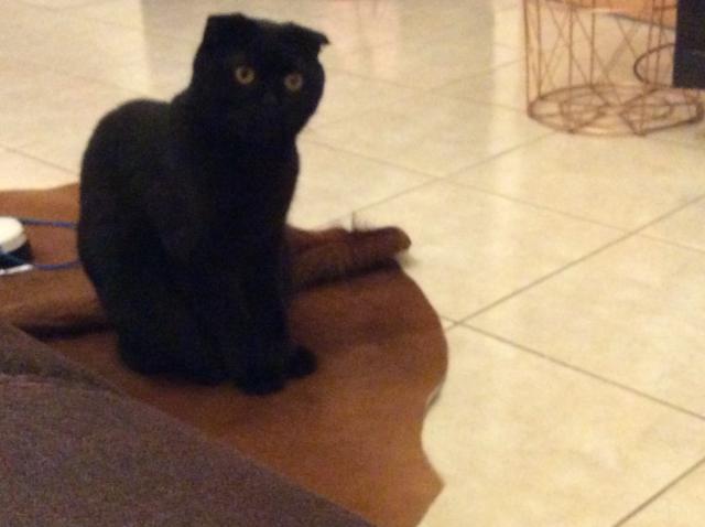 Scottish Fold schwarz - Scottish Fold - Bergheim
