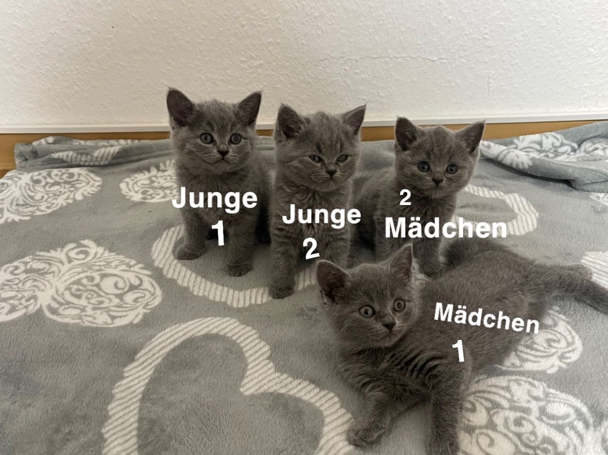 Karthäuser Katzen in liebevolle Hände abzugeben - British Kurzhaar - Bremen