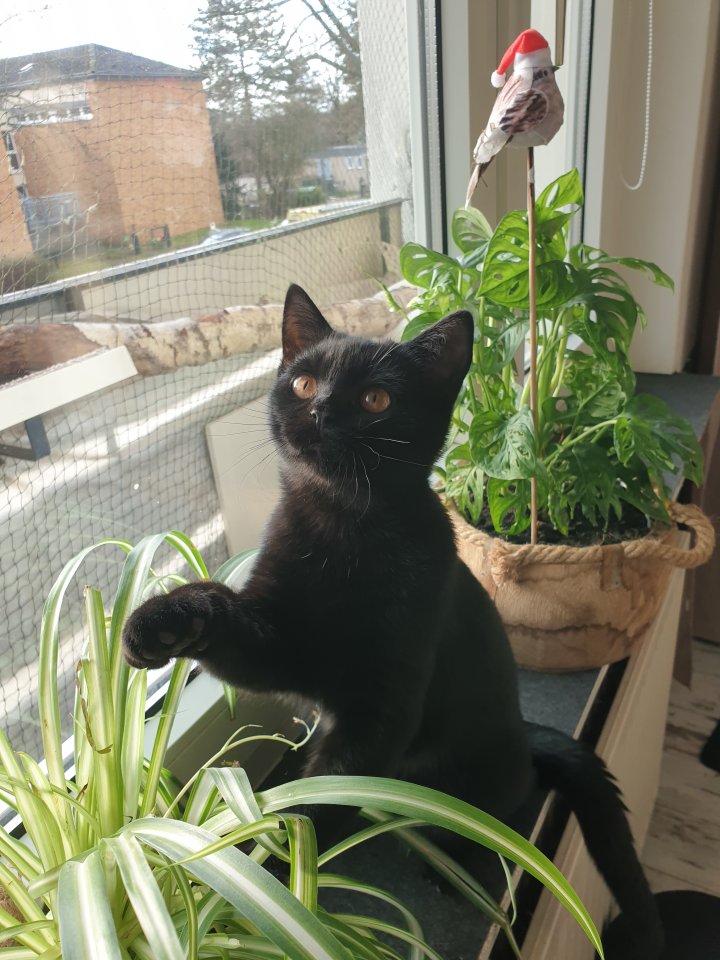 Britisch Kurzhaar Mix Kitten - British Kurzhaar - Krefeld