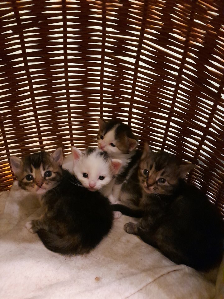 Norwegische Waldkatzen, Kitten - Norwegische Waldkatze - Zwenkau