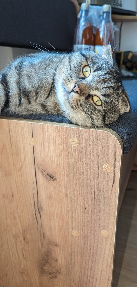 Kater schweren Herzens abzugeben - Hauskatzen - Bad Zwischenahn 