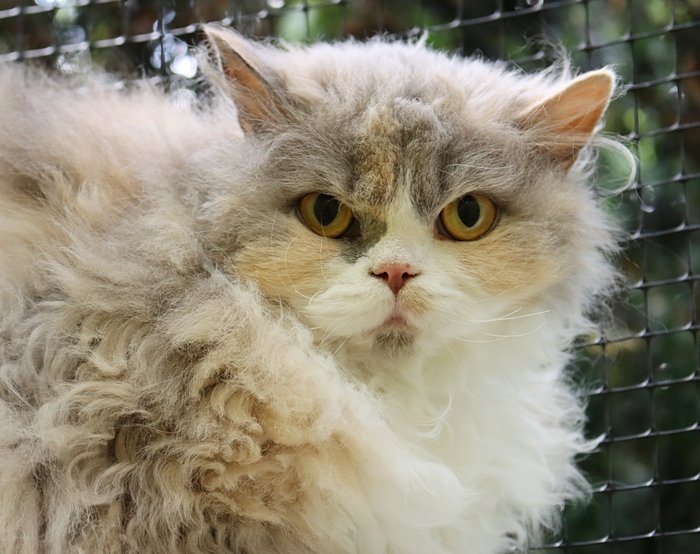Selkirk Rex Kätzchen - Selkirk Rex - Viersen