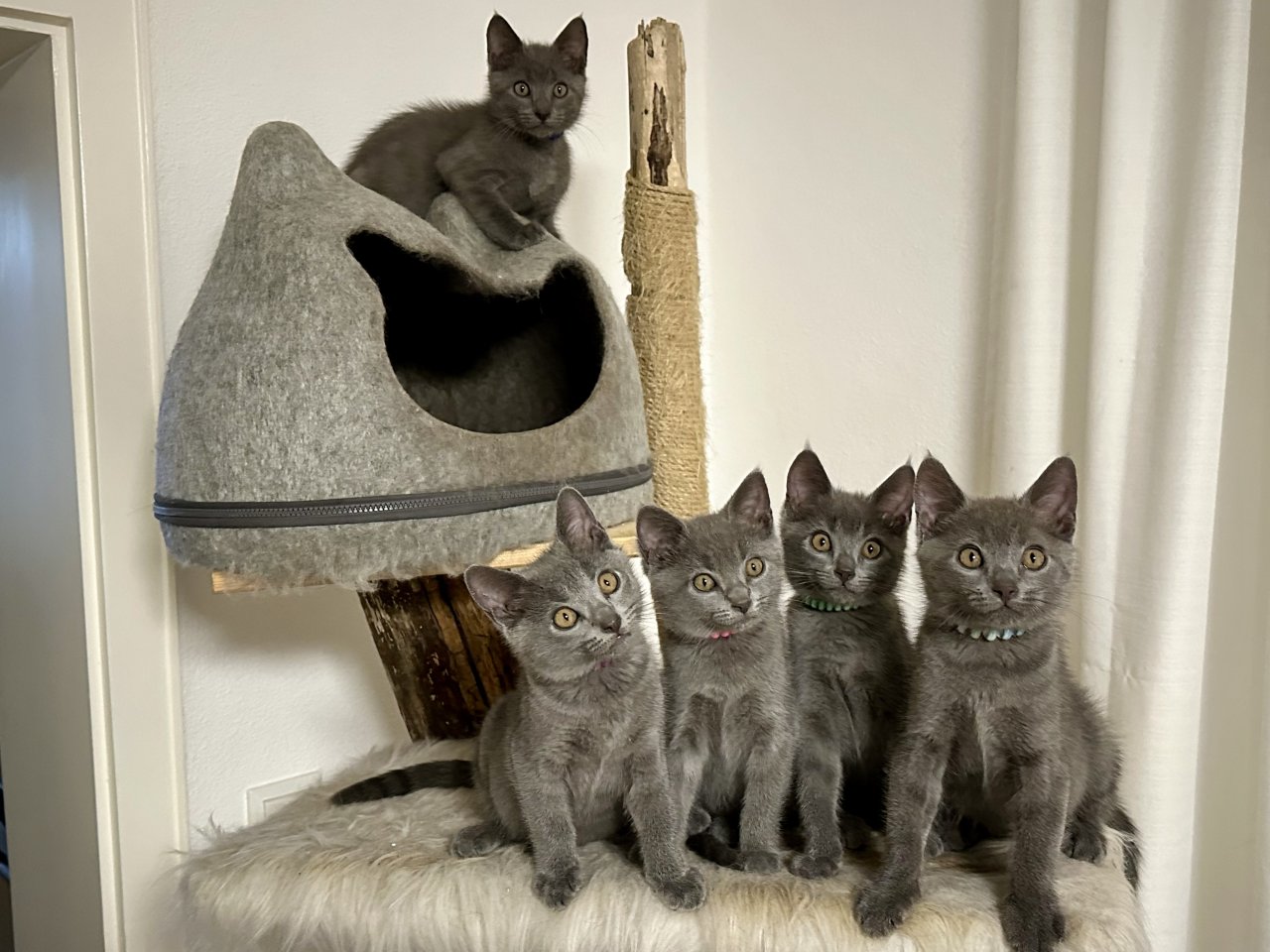 Chartreux / Kartäuser Kätzchen - Kartaeuser - Tann