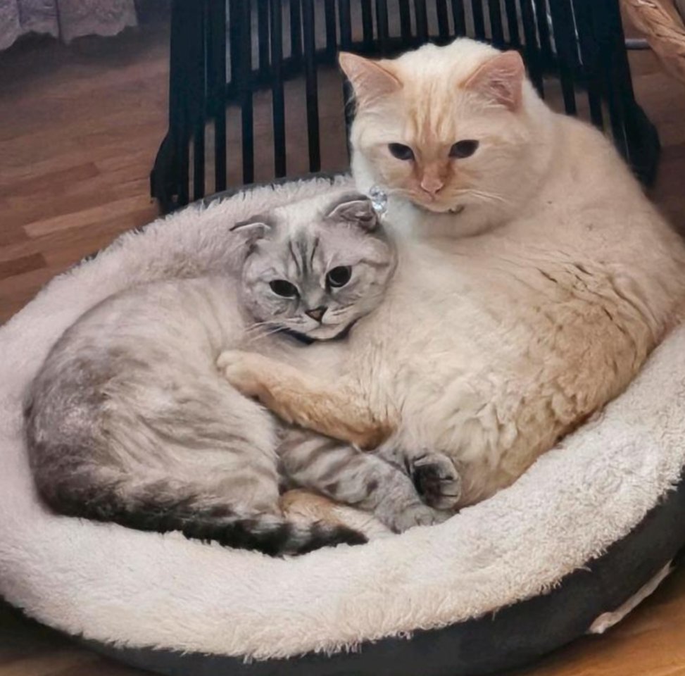 Zwei wunderschöne und liebenswerte Katzen wegen Allergie abzugeben - Hauskatzen - Böblingen 