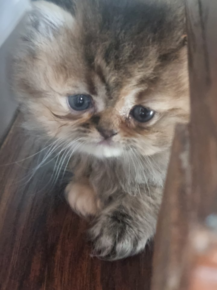 Perser Hauskatzen zum verkaufen - Hauskatzen - Bayern - Andechs