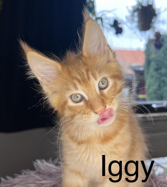 Maine coon kitten  - Maine Coon - Bippen 