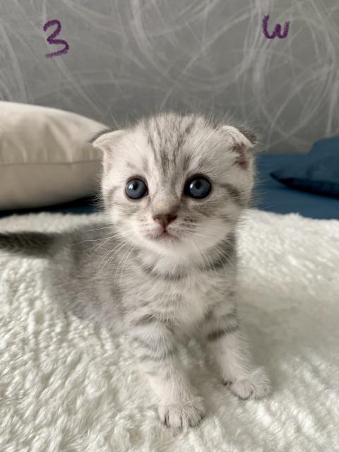 BKH / Scotisch Fold Kitten-Nur 2 Kitten - frei - Exotic Shorthair - Stuttgart