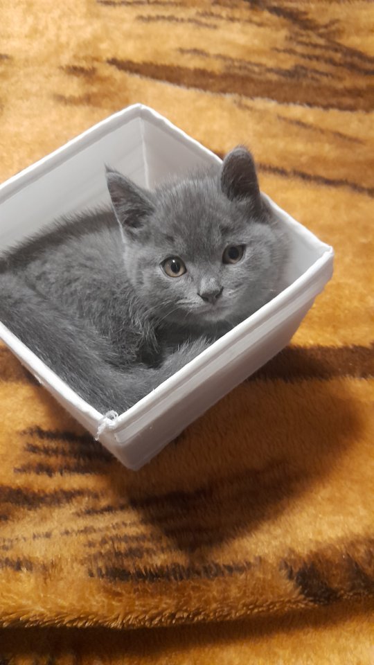 Britisch kurzhaar beby kitten 4 monate - Hauskatzen - Wuppertal