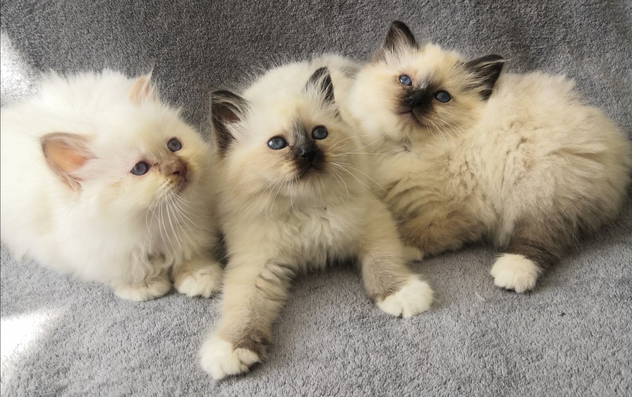 Heilige Birma Kitten suchen ein neues Zuhause - Birma - Bottrop