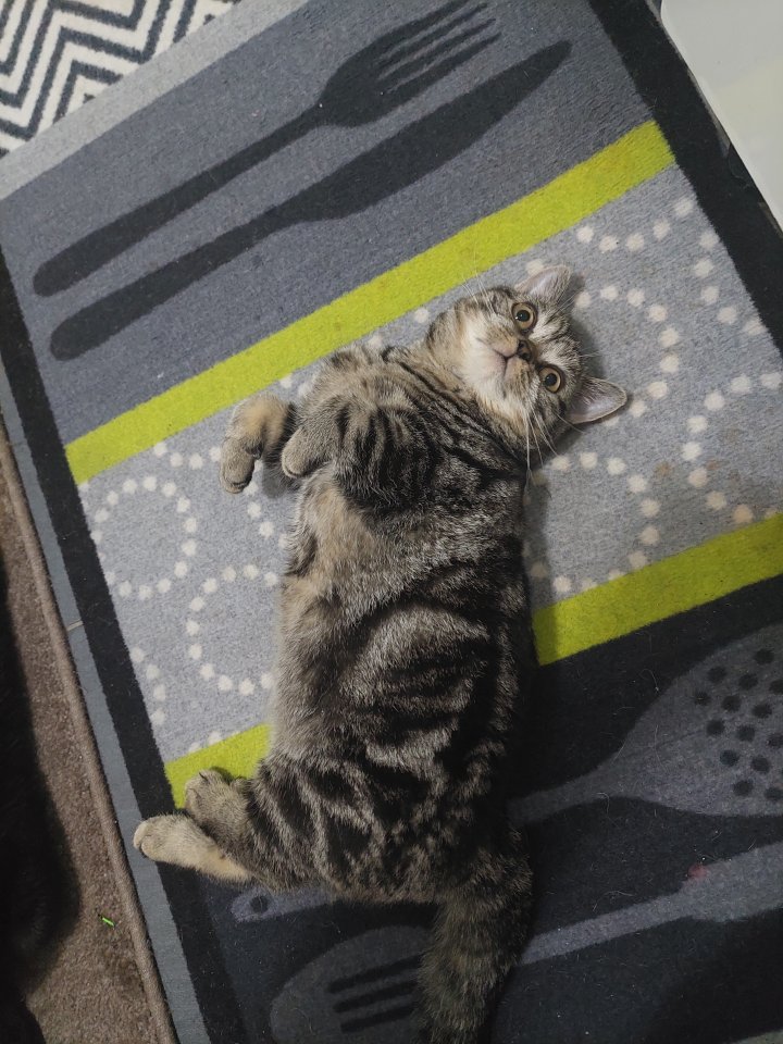 Britisch Kurzhaar Mädchen - British Kurzhaar - Saarbrücken