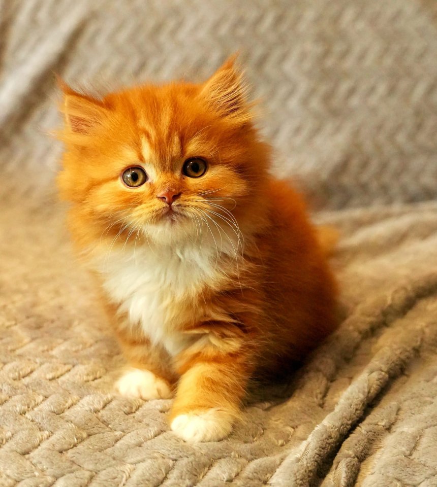 Selkirk Rex / Straight Kitten mit Stammbaum - Selkirk Rex - Witten