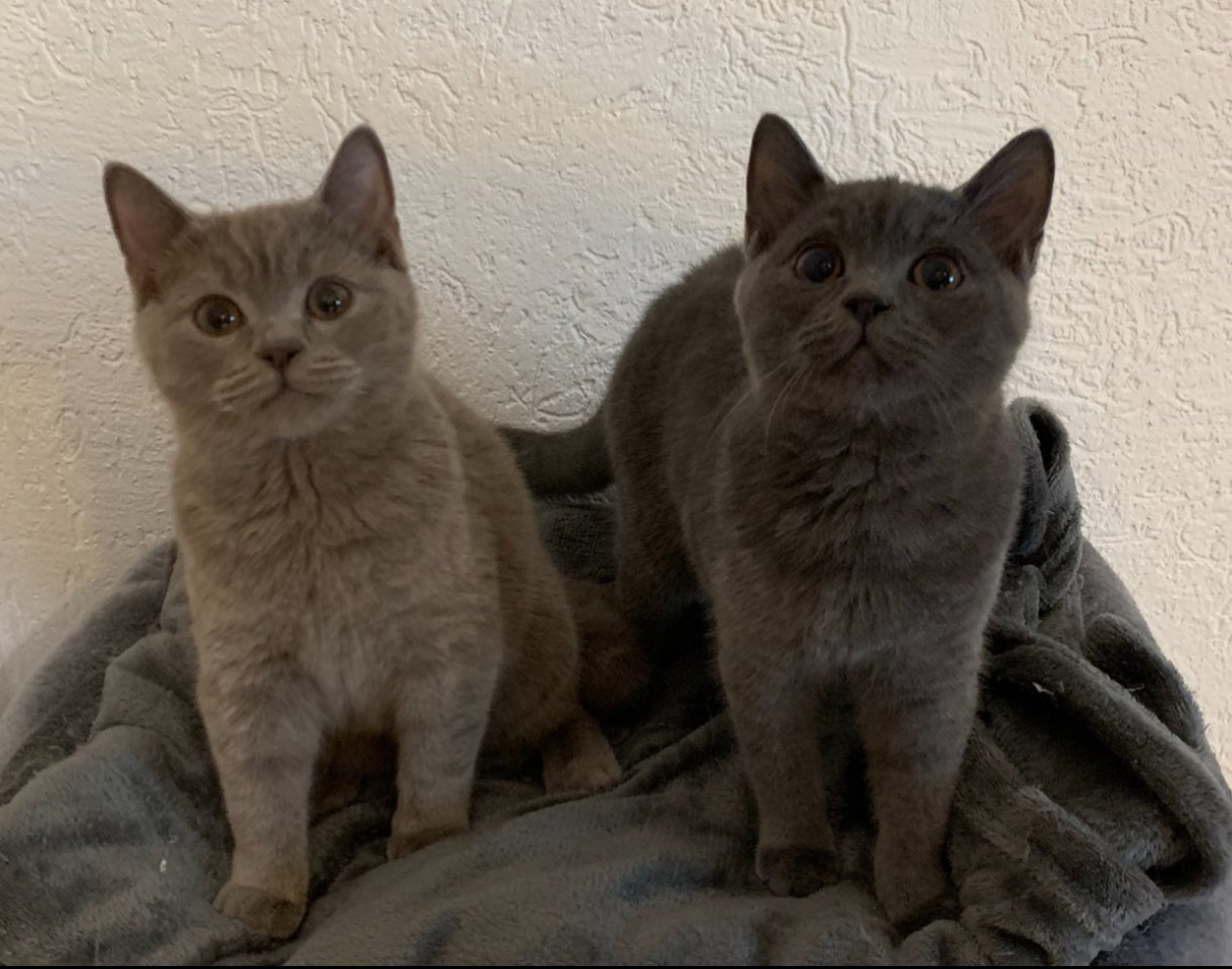 Zwei liebe BKH Kitten lilac + blue, weiblich - Hauskatzen - Wuppertal