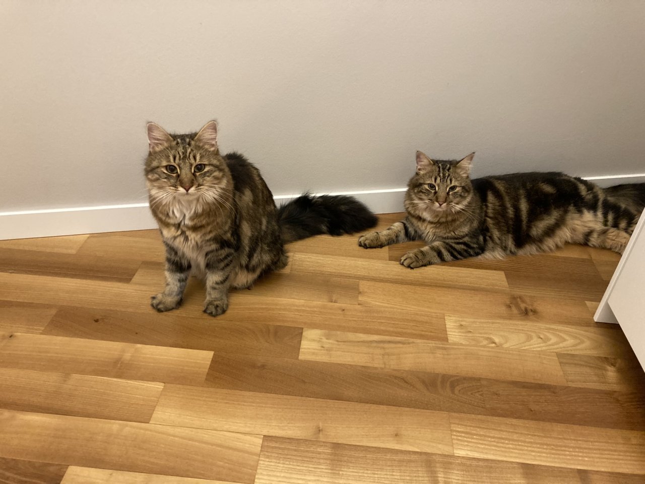 Tom und Mike (2 J.) suchen ein neues Zuhause - Hauskatzen - Wien