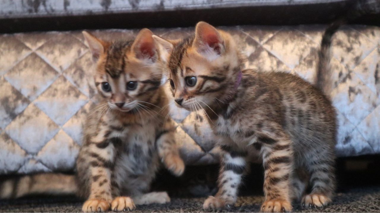 Unser Bengalen-Paar sucht ein neues Zuhause - Bengal - Leipzig