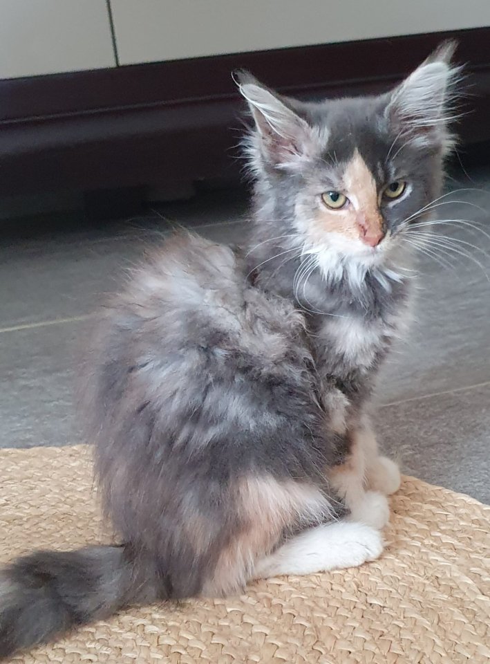Liebevolle Maine coon Dame mit Papieren - Maine Coon - Untershausen