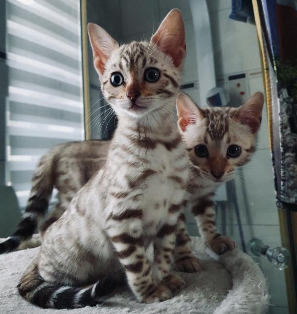 Reinrassige Bengal Kitten mit Stammbaum  - Bengal - Leipzig 