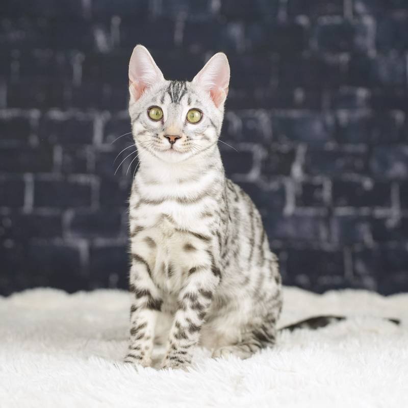 **Top Bengal Kätzchen - Reinrassige - Absoluter Top Preis** - Bengal - Stuttgart