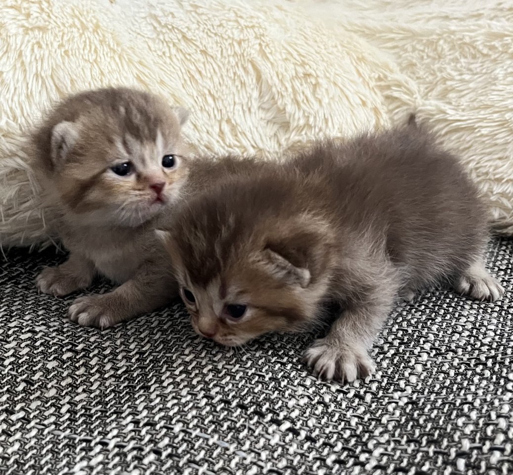 BKH mit Stammbaum. - British Kurzhaar - Osnabruck