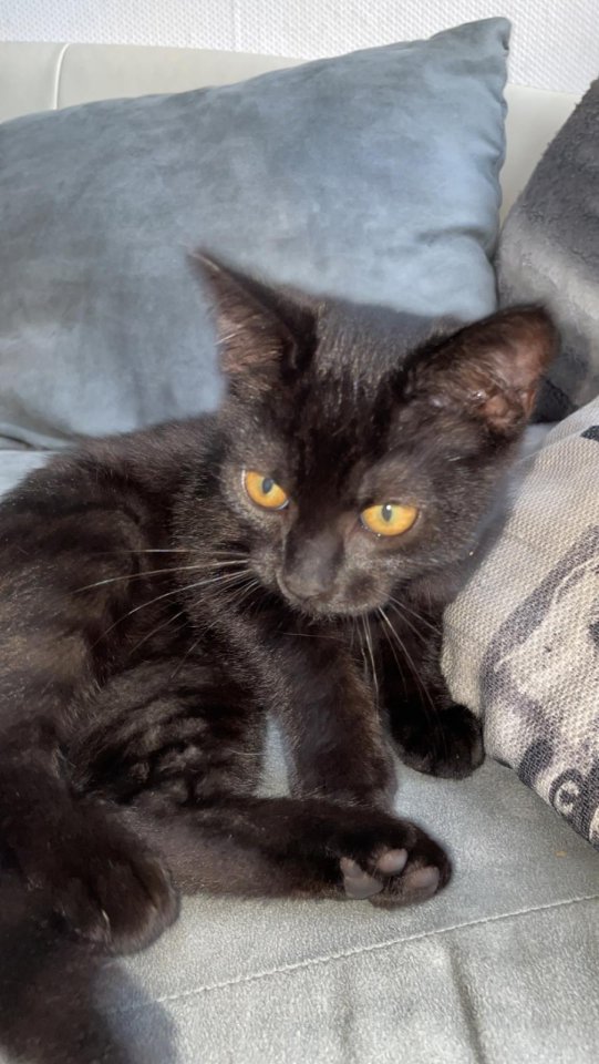 BKH Kitten sucht neues Zuhaue - Hauskatzen - Meinerzhagen