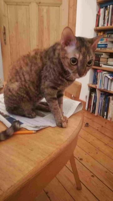 German Rex Katze Mienchen, 12 Monate, sucht ein neues Zuhause - German Rex - Braunschweig