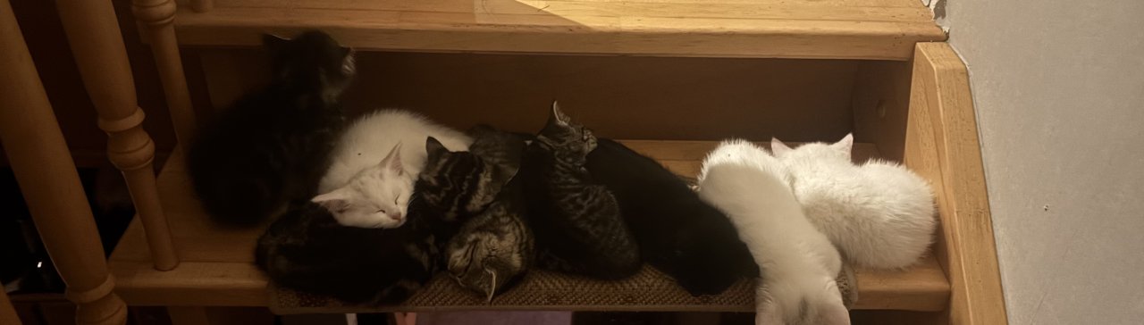 Süße Ragdoll-Perser-Mix-Kätzchen suchen ein liebevolles Zuhause! - Ragdoll - Saterland