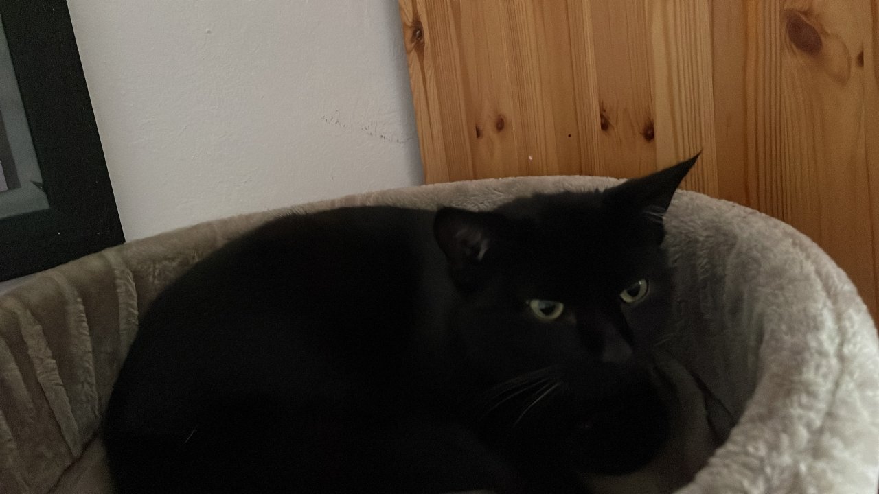 Niki sucht dringend ein neues Zuhause mit Freigang - Freigaenger - Prutting 