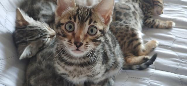 Bengalkitten zu verkaufen  - Bengal - St. Ingbert 