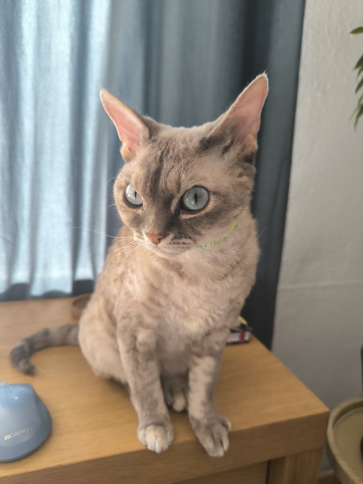 Devon Rex Katze sucht Neue Zuhause - Devon Rex - Berlin