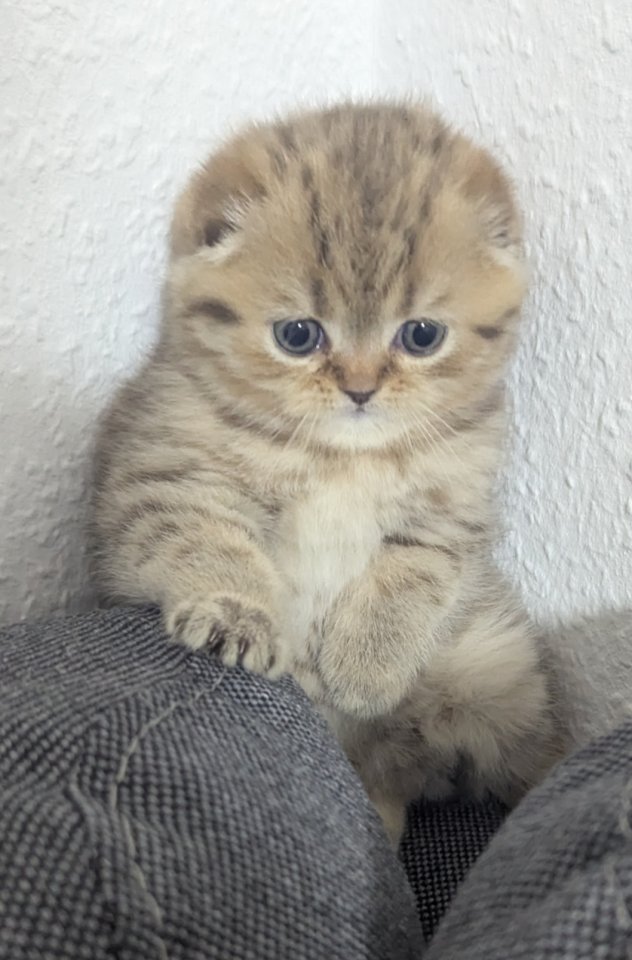 Bkh kitten braun 3 Monate - Mischling - Bonn