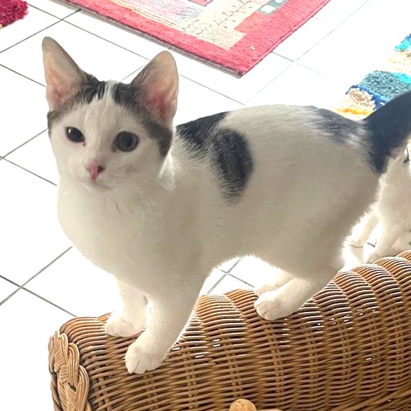 FLORA - weiblich  14 Wochen  europäische Kurzhaar  Gechipt - Hauskatzen - Lauf an der Pegnitz